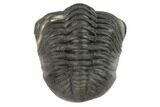 , Pedinopariops Trilobite - Mrakib, Morocco #125119-2